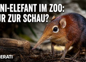 06 08 2026 03 33 rotschulter ruesselhuendchen zoo saarbruecken titelbild
