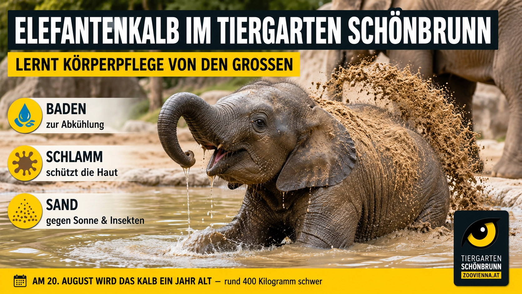 Elefantenkalb im Tiergarten Schönbrunn lernt Körperpflege von den Großen 1 Elefantenkalb im Tiergarten Schönbrunn beim Baden und Spielen mit Schlamm und Sand zur natürlichen Körperpflege.