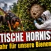 Asiatische Hornisse in Offenbach: Forscher bringen komplettes Nest nach Bayern 2 Asiatische Hornisse vor einem Nest, während Forscher in Schutzanzügen das Nest untersuchen und sichern.