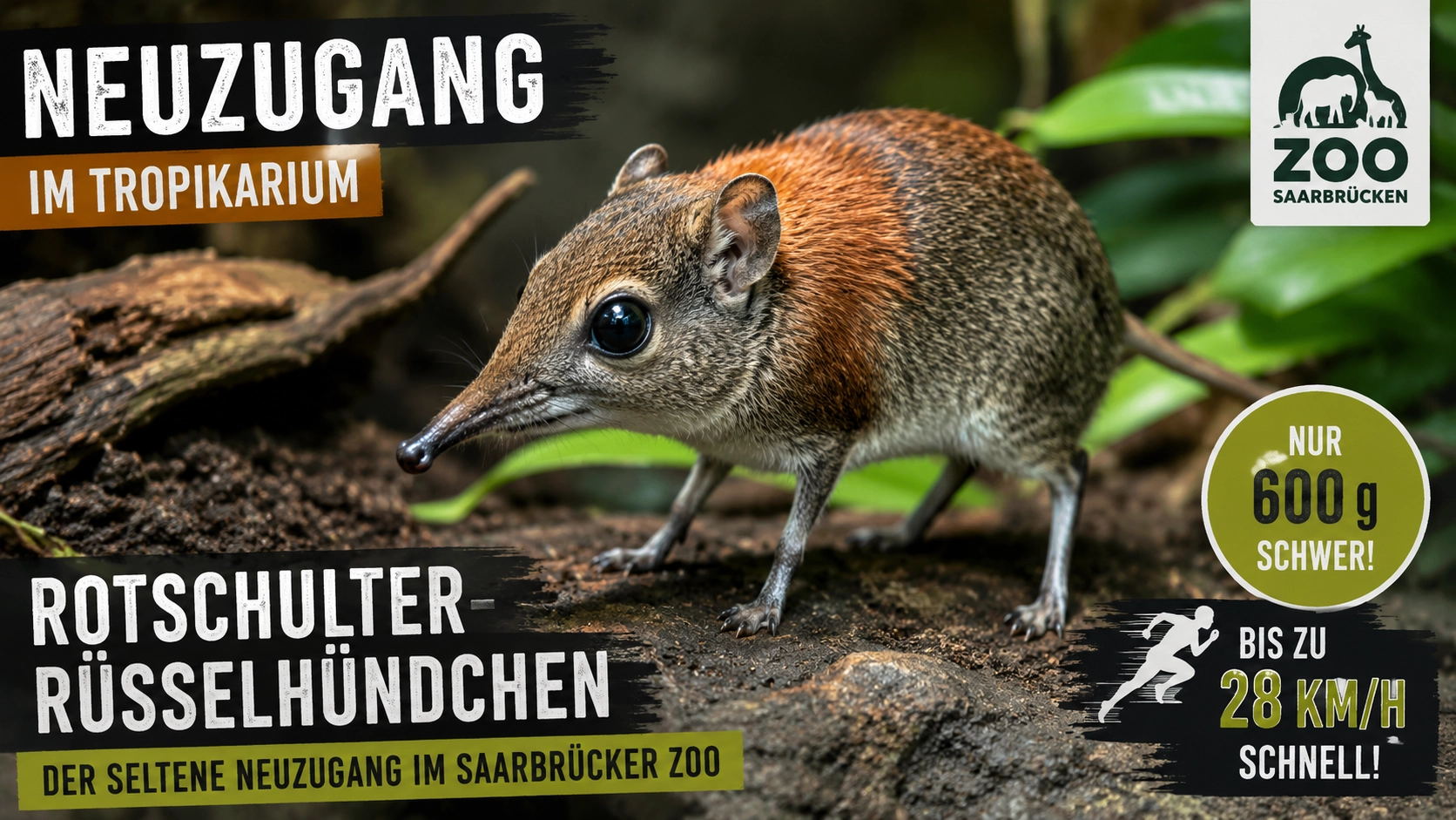 Rotschulter-Rüsselhündchen Saarbrücker Zoo im Tropikarium mit Hinweisen auf 600 Gramm Gewicht und bis zu 28 km/h Geschwindigkeit.