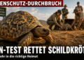 Pantherschildkröten Auswilderung: Eine Pantherschildkröte bei der Auswilderung in der südafrikanischen Savanne nach erfolgreicher genetischer Herkunftsbestimmung.