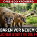 Nasenbären Opel-Zoo: Die Nasenbären Bruno und Maja erkunden vorsichtig ihr neues Freigelände im Opel-Zoo.