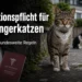Kastrationspflicht für Freigängerkatzen: Freigängerkatze vor urbaner Kulisse mit Hinweisen auf Registrierung, Kennzeichnung und Kastration.