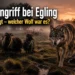 Wolfsangriff bei Egling: Ein Wolf steht im Vordergrund einer Moorfläche, während mehrere Schafe und ein gerissenes Tier im Morgenlicht zu sehen sind.
