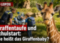 Ein junges Rothschildgiraffen-Kalb in der Kiwara-Savanne bei der Zoo Leipzig Giraffentaufe.