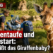 Ein junges Rothschildgiraffen-Kalb in der Kiwara-Savanne bei der Zoo Leipzig Giraffentaufe.