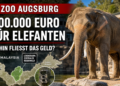 Ein majestätischer Elefantenbulle im Elefantenhaus beim Elefanten-Tag im Zoo Augsburg.