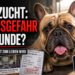 Eine kurzköpfige Französische Bulldogge in einer Tierarztpraxis als Symbol für die gesundheitlichen Folgen der Qualzucht bei Haustieren.