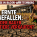 Dürre Milchviehhaltung Baden-Württemberg: Landwirt betrachtet auf einem ausgetrockneten Feld die Folgen der Dürre in der Milchviehhaltung in Baden-Württemberg.