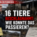 Burgenland: Behörden nehmen elf Pferde und fünf Schafe aus problematischer Haltung 1 Behördlicher Einsatz bei der Beschlagnahmung von Pferden und Schafen im Burgenland auf einem verwahrlosten Anwesen.