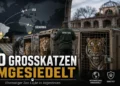 Umsiedlung von 30 Großkatzen aus ehemaligem Zoo Luján begonnen 44 Umsiedlung von 30 Großkatzen aus ehemaligem Zoo Luján: Löwen und Tiger werden für den Transport in die USA und nach Südafrika vorbereitet.
