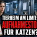 Tierheim Dornbusch Aufnahmestopp: 47 Katzen bringen Einrichtung an Kapazitätsgrenze 5 Tierheim Dornbusch Aufnahmestopp Katzen: Ein Tierpfleger im Tierheim Dornbusch dokumentiert den aktuellen Aufnahmestopp für Katzen aufgrund der Überfüllung.
