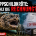 Eine Schnappschildkröte in einem Aquarium als Symbol für den Finanzstreit um Schnappschildkröte in Olching.