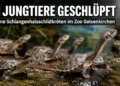 McCords Schlangenhalsschildkröten: Elf Jungtiere sind im Zoo Gelsenkirchen geschlüpft.