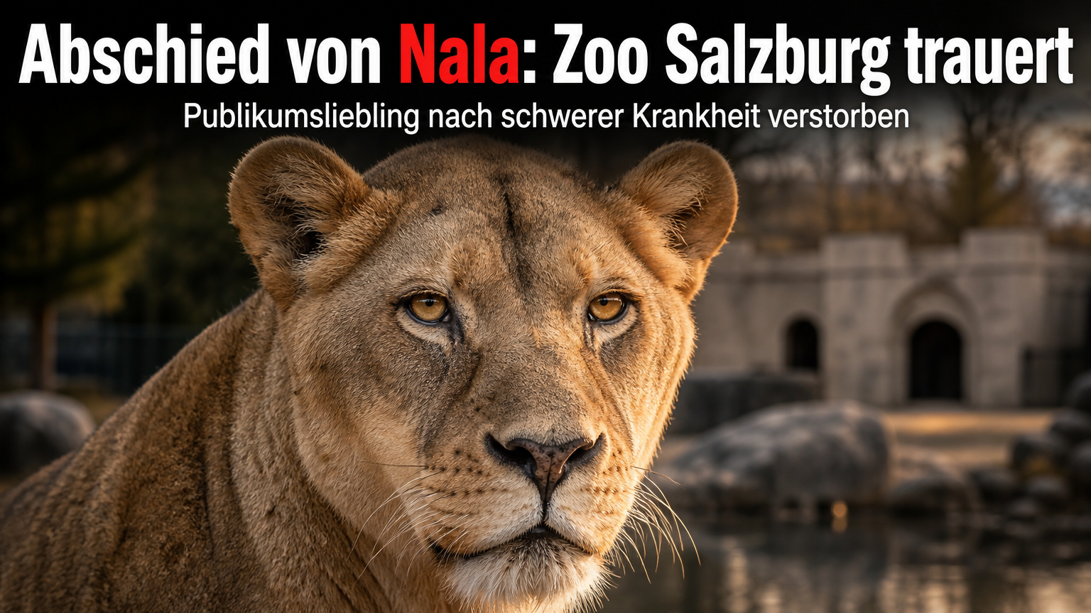 Löwin Nala im Zoo Salzburg eingeschläfert: Porträt der 18-jährigen Löwin Nala im Zoo Salzburg, die aufgrund einer Niereninsuffizienz eingeschläfert wurde.