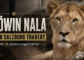 Zoo Salzburg: Löwin Nala mit 18 Jahren nach unheilbarer Nierenerkrankung eingeschläfert 45 Löwin Nala Zoo Salzburg: Titelbild zeigt die 18-jährige Löwin Nala in einem würdevollen Porträt vor dunklem Hintergrund mit Trauerhinweis.