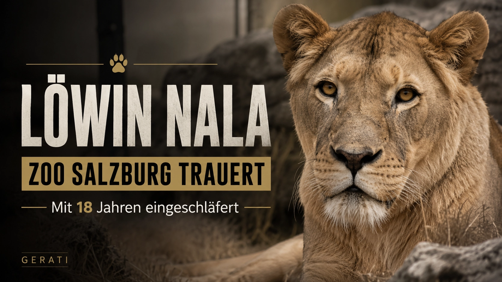 Löwin Nala Zoo Salzburg: Titelbild zeigt die 18-jährige Löwin Nala in einem würdevollen Porträt vor dunklem Hintergrund mit Trauerhinweis.