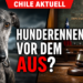 Hunderennen in Chile: Parlament billigt Verbot grundsätzlich – Gesetzesentwurf wird weiter beraten 5 Ein Windhund blickt nachdenklich in die Kamera vor dem Hintergrund der chilenischen Abgeordnetenkammer, während über das Hunderennen-Verbot in Chile debattiert wird.