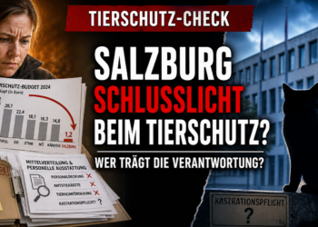 Salzburg beim Tierschutzbudget Schlusslicht: Kritik an Kontrolle und Ausstattung 15 Ein Tierschutzexperte analysiert Dokumente zum Tierschutzbudget Salzburg im Vergleich zu anderen Bundesländern.