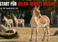 Kulan-Hengst Mushu aus Berlin verstärkt Erhaltungszucht im Zoo Rostock 42 Der Kulan-Hengst Mushu im Zoo Rostock erkundet aufmerksam seine neue Außenanlage im Rahmen des Erhaltungszuchtprogramms.