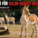 Kulan-Hengst Mushu aus Berlin verstärkt Erhaltungszucht im Zoo Rostock 5 Der Kulan-Hengst Mushu im Zoo Rostock erkundet aufmerksam seine neue Außenanlage im Rahmen des Erhaltungszuchtprogramms.