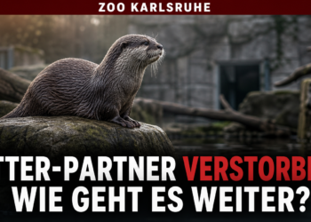 Einschläferung des Kurzkrallenotters Torben im Zoo Karlsruhe: Die Kurzkrallenotter-Dame Tabea im Zoo Karlsruhe nach der Einschläferung des Kurzkrallenotters Torben.