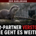 Einschläferung des Kurzkrallenotters Torben im Zoo Karlsruhe: Die Kurzkrallenotter-Dame Tabea im Zoo Karlsruhe nach der Einschläferung des Kurzkrallenotters Torben.