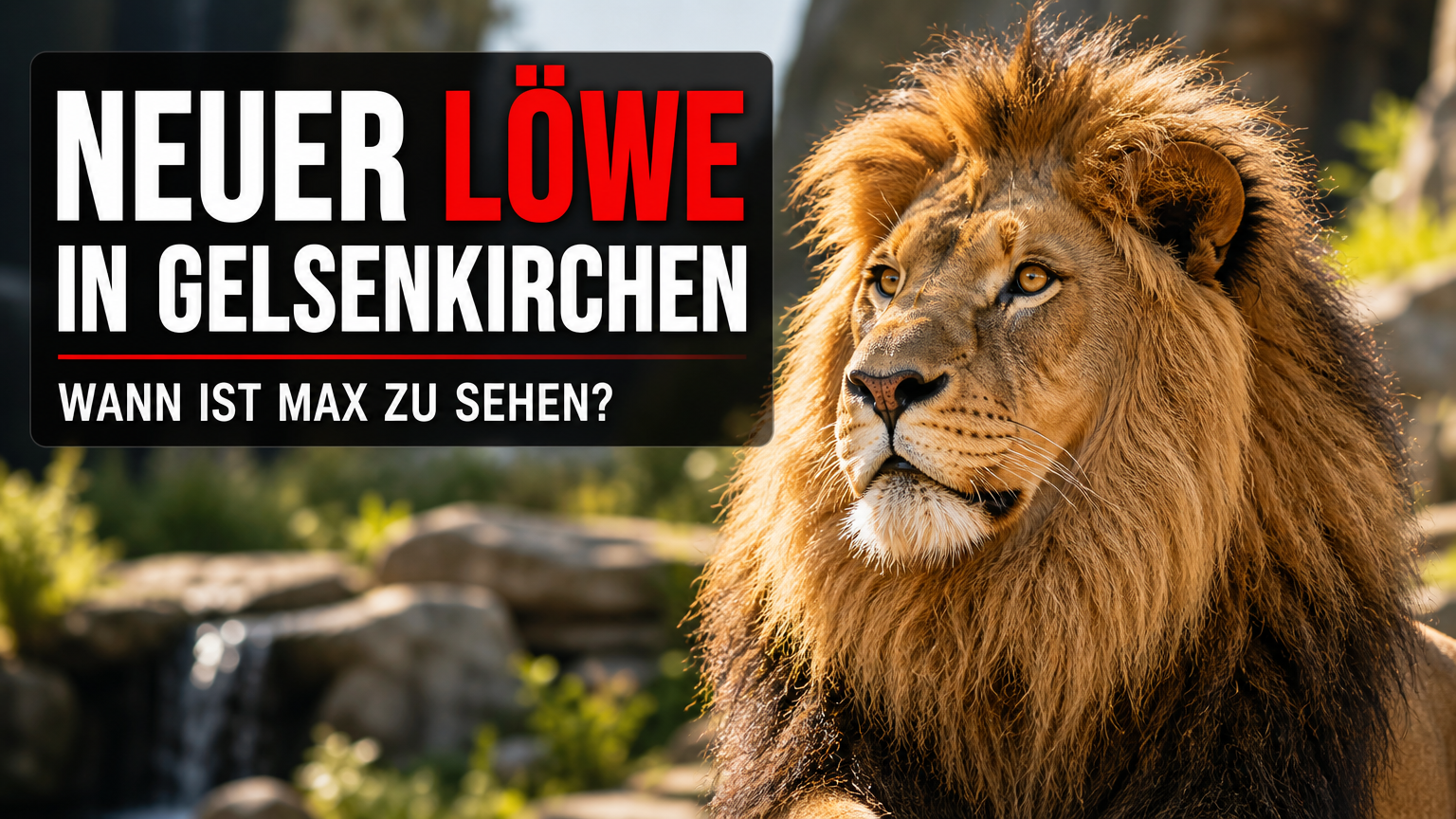 „Männliche Verstärkung“ im Zoo in Gelsenkirchen: Fans mussten lange auf ihn warten 1 Der majestätische Löwenkater Max in der Zoom Erlebniswelt Gelsenkirchen blickt aufmerksam in die Kamera.