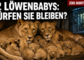 Zwei Löwinnen mit ihren zwölf Löwenbabys im Zoo Dortmund in einer geschützten Wurfbox.
