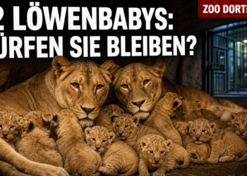Zwei Löwinnen mit ihren zwölf Löwenbabys im Zoo Dortmund in einer geschützten Wurfbox.