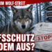 Wolfsjagd in Schweden vorerst gestoppt – Referenzwert steigt auf 220 Wölfe 5 Ein majestätischer Wolf im verschneiten schwedischen Wald neben einem offiziellen Dokument, das den rechtlichen Wolfsjagd Schweden Referenzwert thematisiert.
