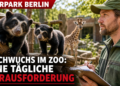 Tierpfleger beobachtet den Tiernachwuchs im Zoo Berlin und Tierpark Berlin bei der Erkundung des Geheges.
