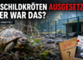 18 Schildkröten in Bottrop ausgesetzt: PETA erstattet Anzeige 42 Eine gerettete Griechische Landschildkröte in einer natürlichen Umgebung, nachdem 18 Schildkröten in Bottrop ausgesetzt wurden.