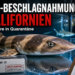Zwei Braungebänderte Bambushaie beschlagnahmt in einer professionellen Quarantäne-Anlage in Kalifornien.