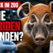 Ein Pinselohrschwein im Zoo Hannover während der nicht-invasiven Probengewinnung für eine Studie zur Pinselohrschweine Hybridisierung Hausschweine.