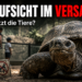 Vorfall in chinesischem Zoo: Touristin steigt mit Kind auf Riesenschildkröte 6 Eine Riesenschildkröte im chinesischen Zoo, während im Hintergrund Besucher zu sehen sind, die den Sicherheitsabstand missachten.
