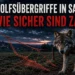 Wolfsübergriffe in Sachsen häufen sich im Spätsommer 2 Wolfsübergriffe in Sachsen: Ein Wolf steht im Vordergrund an einem beschädigten Elektrozaun auf einer dunklen Weide bei Nacht.