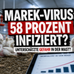 Marek-Virus bei langsam wachsenden Hähnchenherden in 58 Prozent der Bestände nachgewiesen