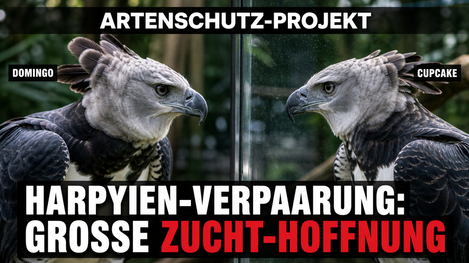 Harpyie Domingo Walsrode: Das Harpyien-Männchen Domingo nach seinem Umzug in den Weltvogelpark Walsrode.