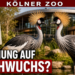 Ostafrikanische Kronenkraniche im Kölner Zoo: Die Ostafrikanischen Kronenkraniche im Kölner Zoo namens Kibo und Mara stehen elegant in ihrem neuen Gehege im Hippodrom.