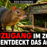 Ein neugieriges Schwarzrückenaguti im Zoo Duisburg erkundet seine neue Umgebung in der Rio-Negro-Anlage.