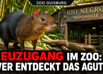 Ein neugieriges Schwarzrückenaguti im Zoo Duisburg erkundet seine neue Umgebung in der Rio-Negro-Anlage.
