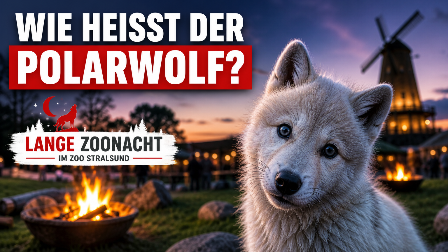Lange Zoonacht im Zoo Stralsund: Ein junger Polarwolf bei der Langen Zoonacht im Zoo Stralsund während der Namensgebung.