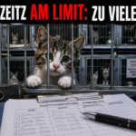 Tierheim Zeitz Katzen: Ein kleines Kätzchen blickt aus einem überfüllten Gehege im Tierheim Zeitz, wo die Kapazitäten für Katzen derzeit erschöpft sind.