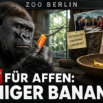 Ein Gorilla betrachtet nachdenklich ein Stück Gemüse im Rahmen der Ernährungsumstellung bei Menschenaffen im Zoo Berlin.