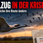 Ein Kranichschwarm vor einem herbstlichen Himmel symbolisiert den Vogelzug in Hessen und Klimawandel.