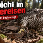 Habicht in Tellereisen bei Buchen liegt verletzt neben einer rostigen Schlagfalle im Wald.