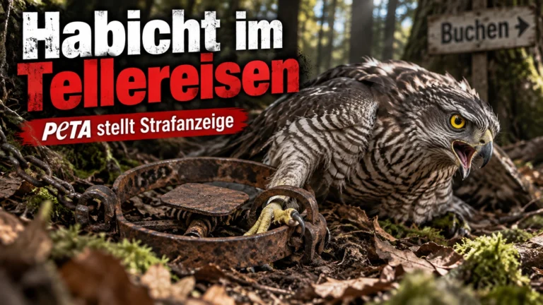 Habicht in Tellereisen bei Buchen liegt verletzt neben einer rostigen Schlagfalle im Wald.