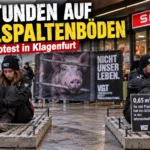 VGT Protest auf Vollspaltenböden in Klagenfurt: Zwei Aktivisten sitzen bei einer öffentlichen Protestaktion auf Betonspaltenböden.