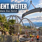 Bauarbeiten an der Pantanal-Voliere Zoo Zürich: Ein Kran hebt ein großes Stahlbauteil über die künftige Volierenkonstruktion.